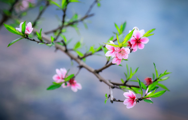 HOT Top 77 hình nền hoa đào đẹp nhất cho năm mới may mắn Ảnh Cười Việt
