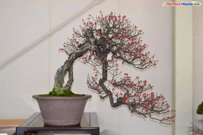 mẫu cây đào tết dáng bonsai