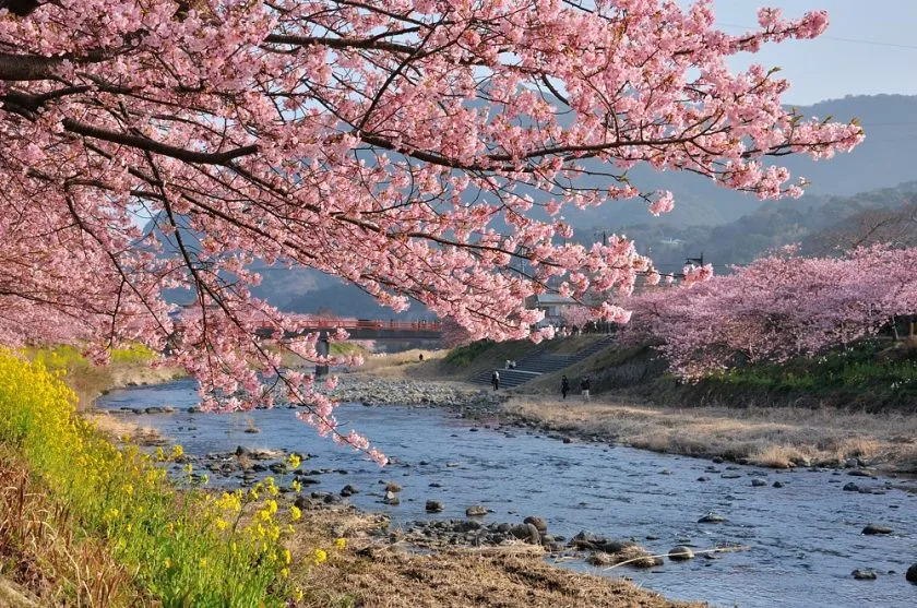 rung hoa anh dao ven song - Kawazu