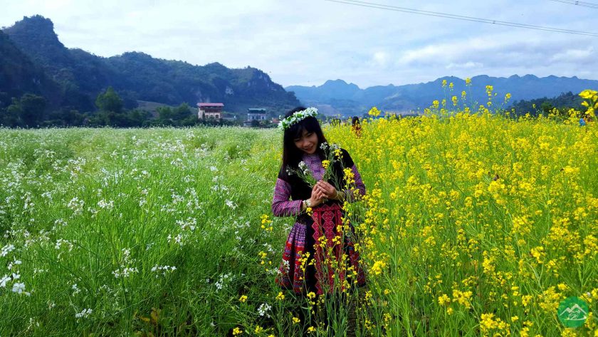 canh dong hoa cai vang o Moc Chau