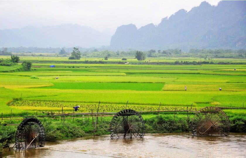hinh anh canh dong lua tai Ninh Binh