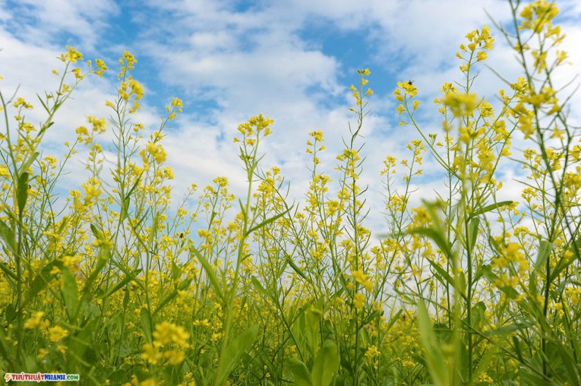 hinh anh hoa cai vang ha noi