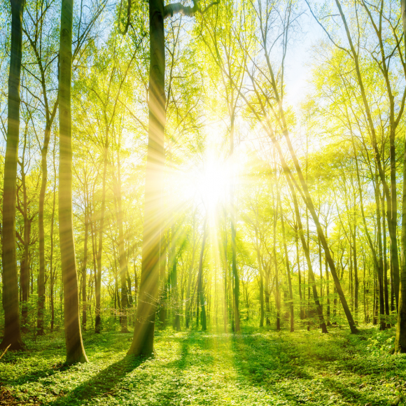 hình ảnh Mặt Trời tỏa sáng trong rừng
