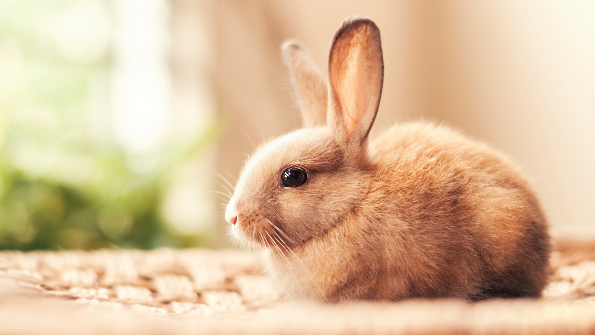 Tuyển chọn 50 hình nền những chú thỏ siêu cute dễ thương
