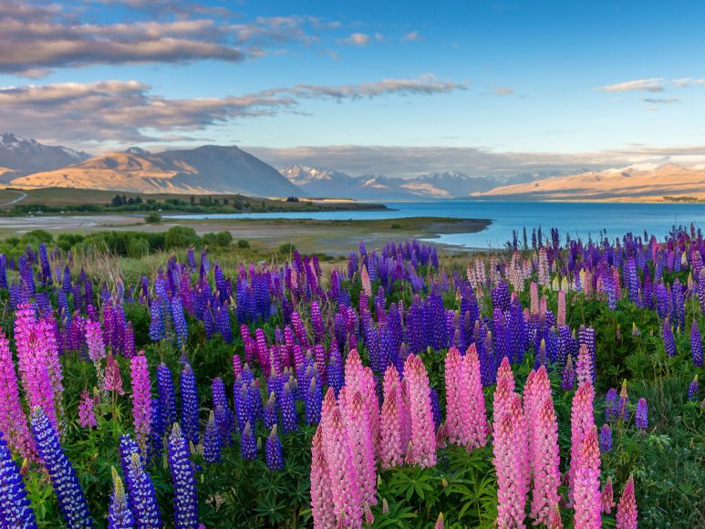 ảnh chụp cánh đồng hoa Lupin bên hồ Tekapo tại New Zealand