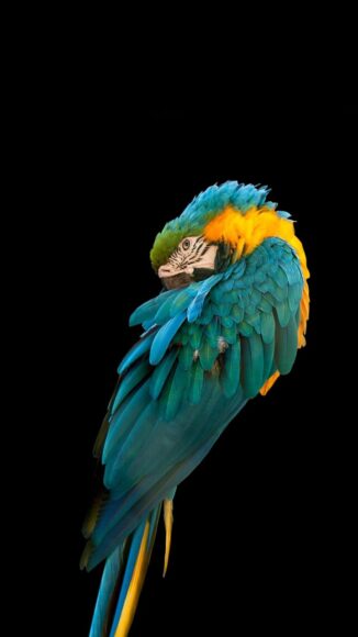 ảnh nền con vẹt xanh cho đt