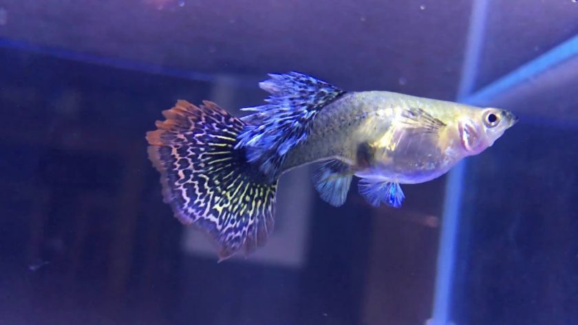 hình ảnh cá cảnh đẹp