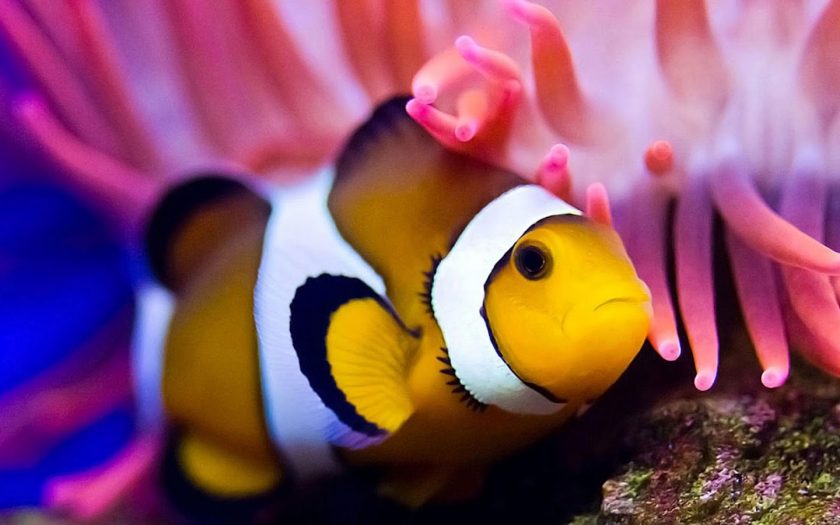 hình ảnh cá hề cảnh đẹp