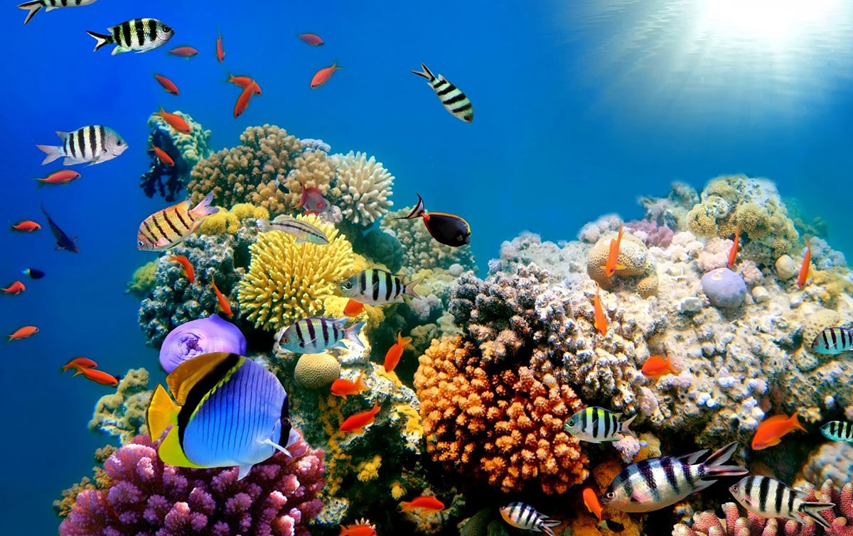 Bộ sưu tập hình ảnh đại dương 4K cực chất: 999+ cảnh đẹp hoành ...