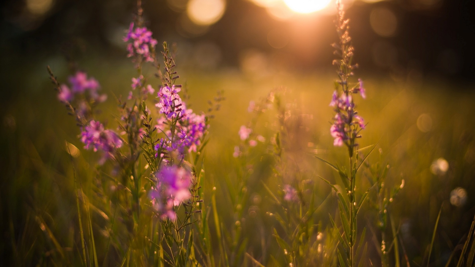 19 Hình ảnh hoa màu tím đẹp làm hình nền đẹp  Hoa xuân Hoa tử đinh hương  Hoa