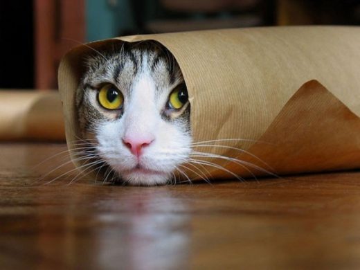 hình ảnh mèo cuộn mình trong giấy biểu cảm ngộ nghĩnh