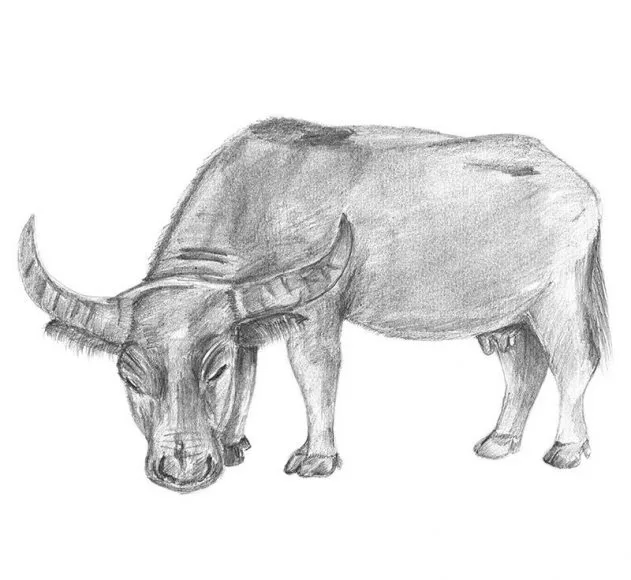 tranh vẽ con trâu