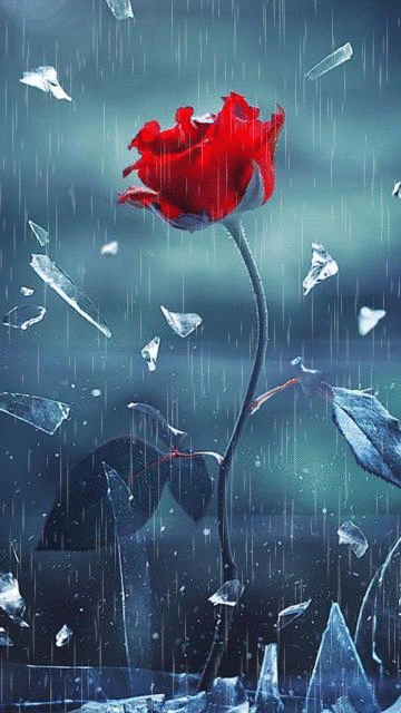 ảnh động đẹp nhất về bông hồng dưới mưa