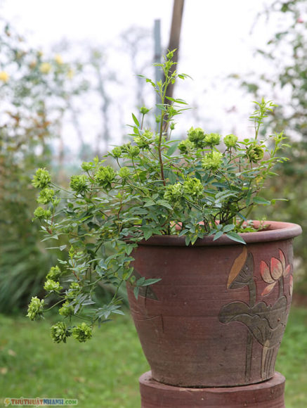 chau cay canh hoa hong xanh green