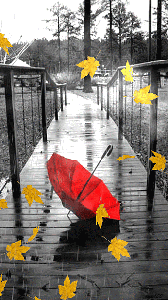 chiếc ô và lá mùa thu rơi trong chiều mưa
