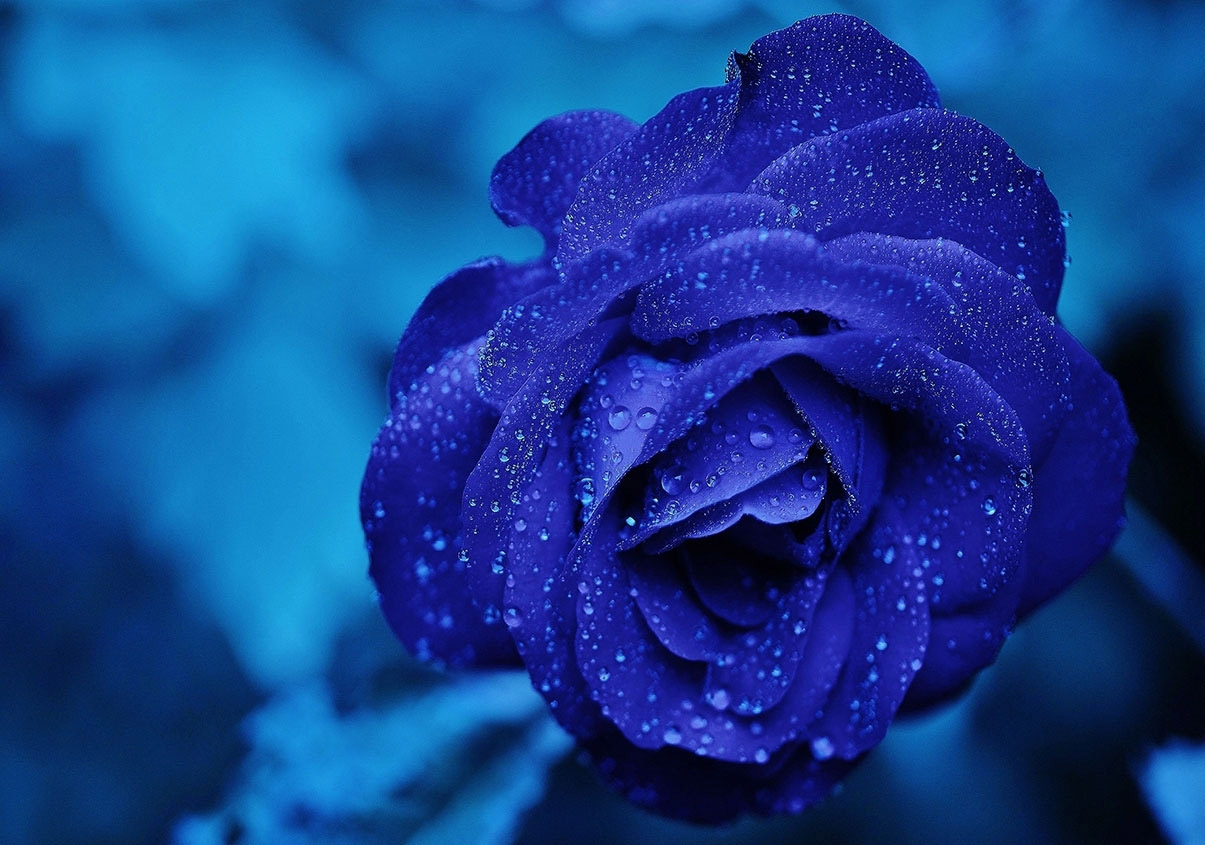 Hoa hồng màu xanh hình nền  Alo Flowers