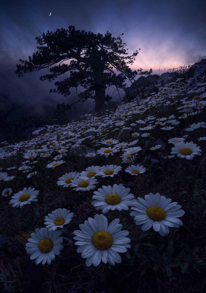 hình ảnh vườn hoa cúc họa mi hoang dại