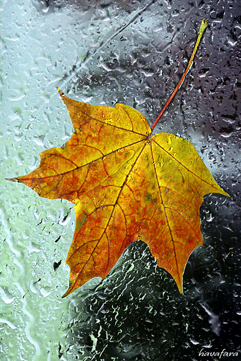 hình chiếc lá vàng mùa thu trong mưa
