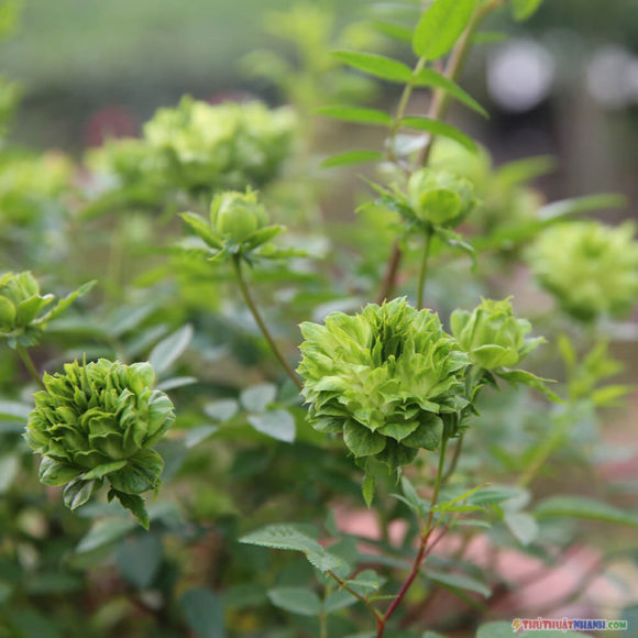 hoa hong xanh la cay Nhat Ban jane green rose