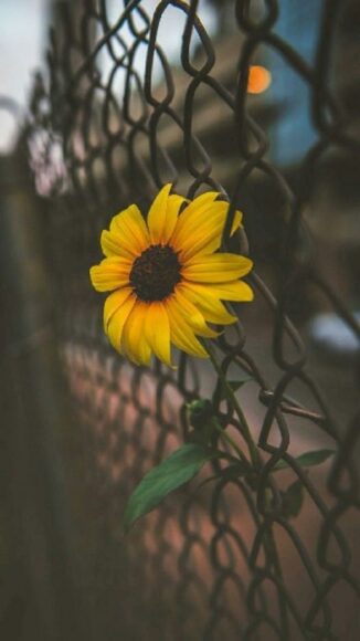 ảnh bông hoa hướng dương buồn bên hàng rào