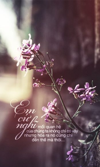 ảnh chữ buồn về tình yêu tan vỡ trước những cánh hoa màu tím