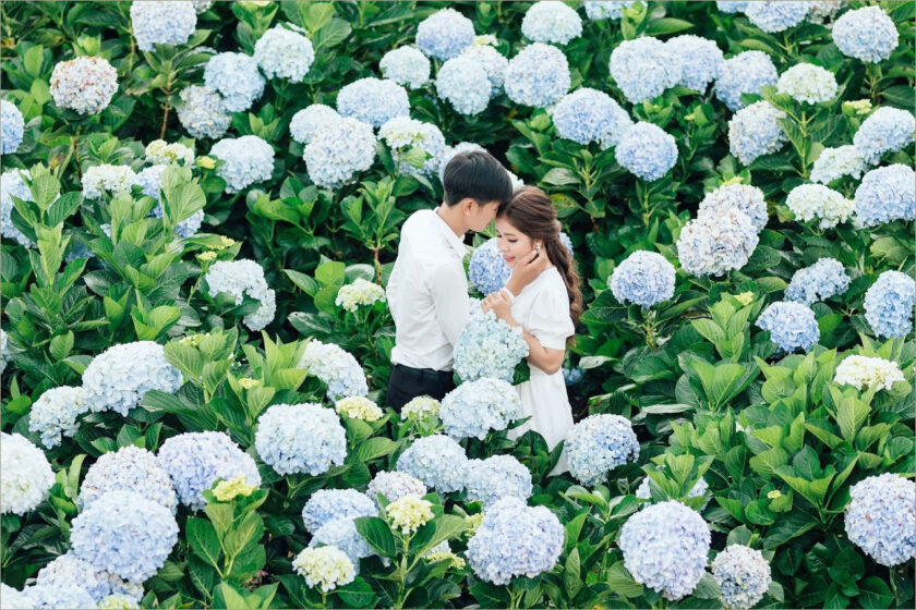 cap doi chup anh giua vuon hoa cam tu cau