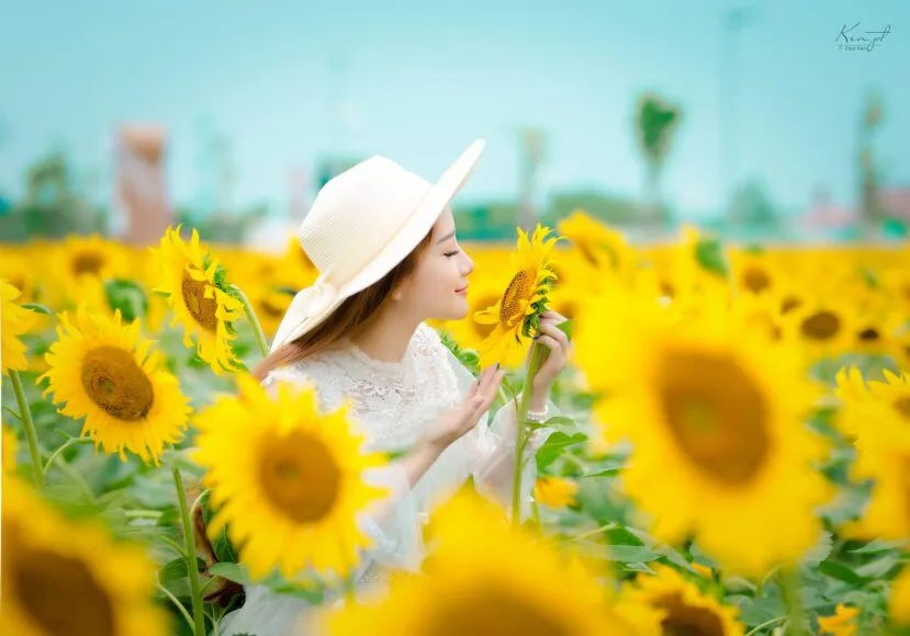 cô gái chụp ảnh cùng hoa hướng dương