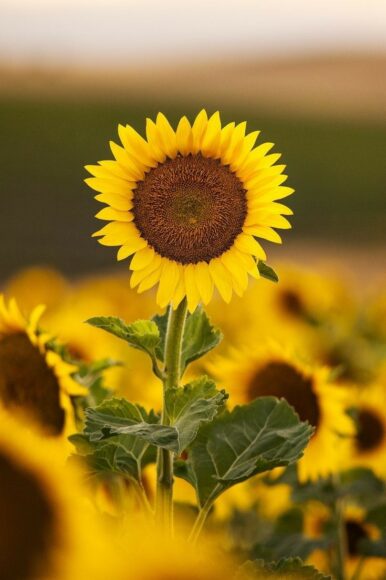 hình ảnh 1 bông hoa hướng dương