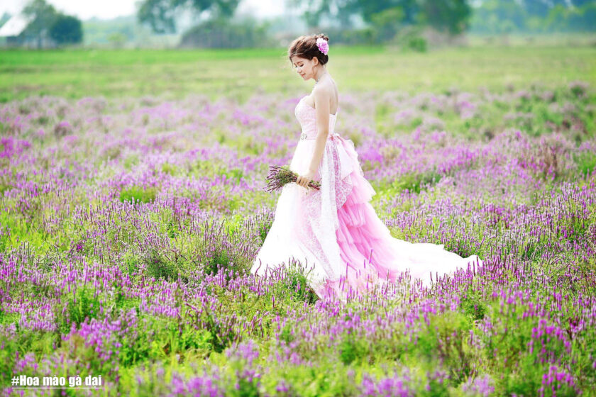 hinh anh co dau va bien hoa mao ga dai mau tim