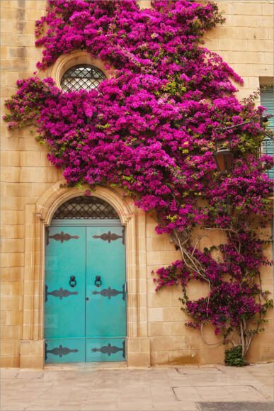 hinh anh gian hoa giay leo tren tuong