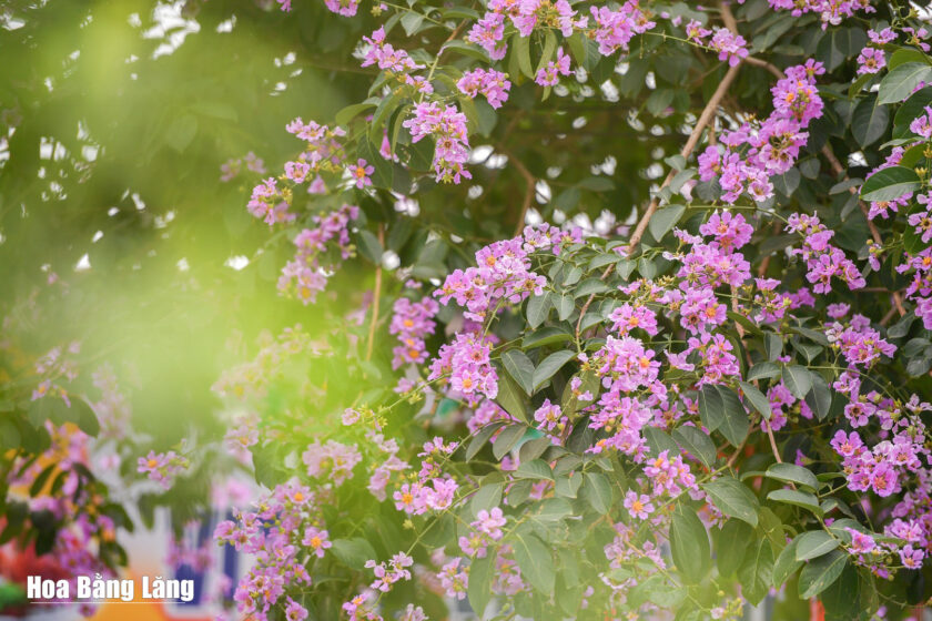 hinh anh hoa bang lang tim