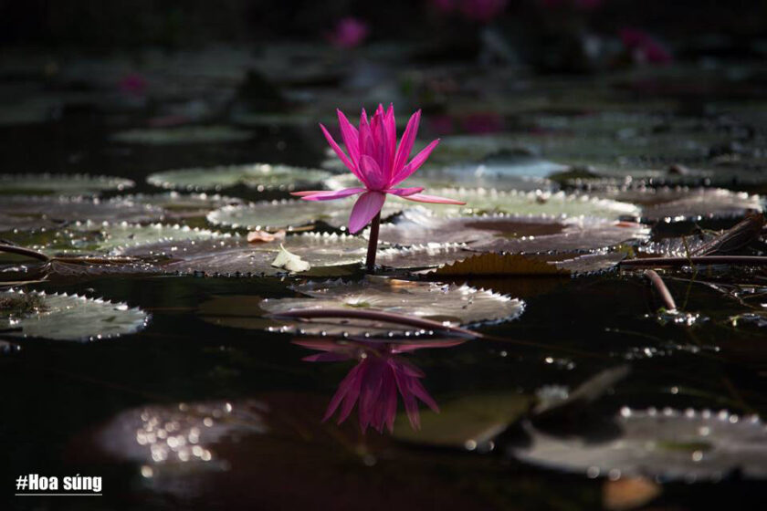 hinh anh hoa sung tim