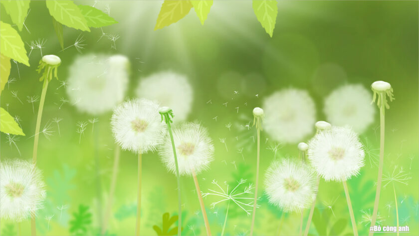 hoa bo cong anh