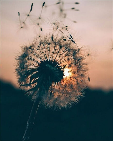 hoa bồ công anh ý nghĩa gửi gắm tình yêu và ước mơ