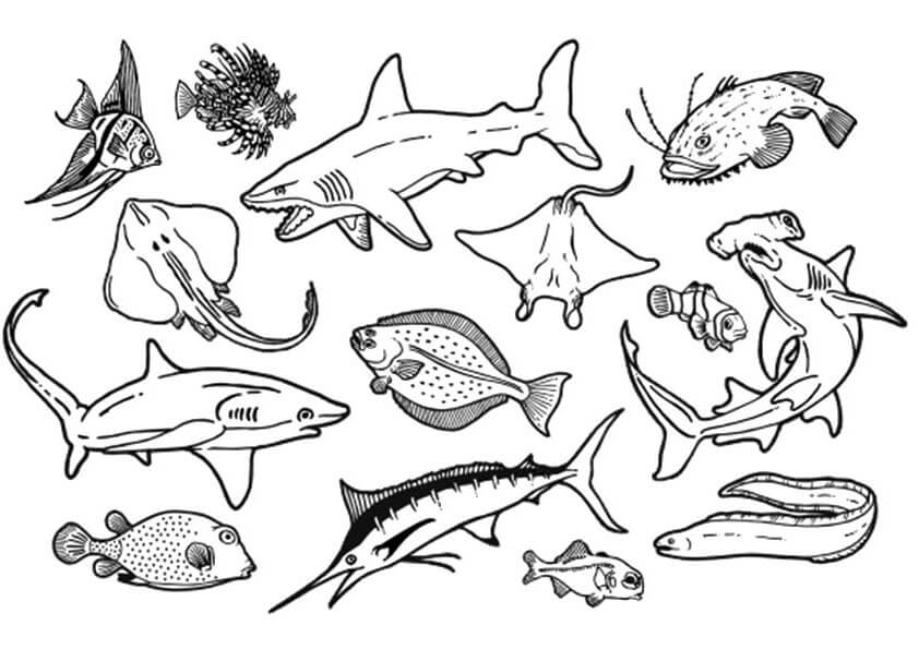 Hình ảnh Cá đuối Di Cư Với Cá Nhỏ PNG  Dưới Biển đại Dương Biển PNG miễn  phí tải tập tin PSDComment và Vector