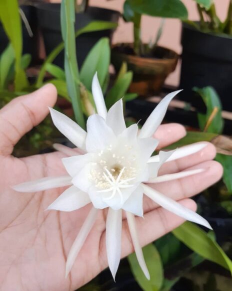 ảnh bông hoa quỳnh đẹp trên tay