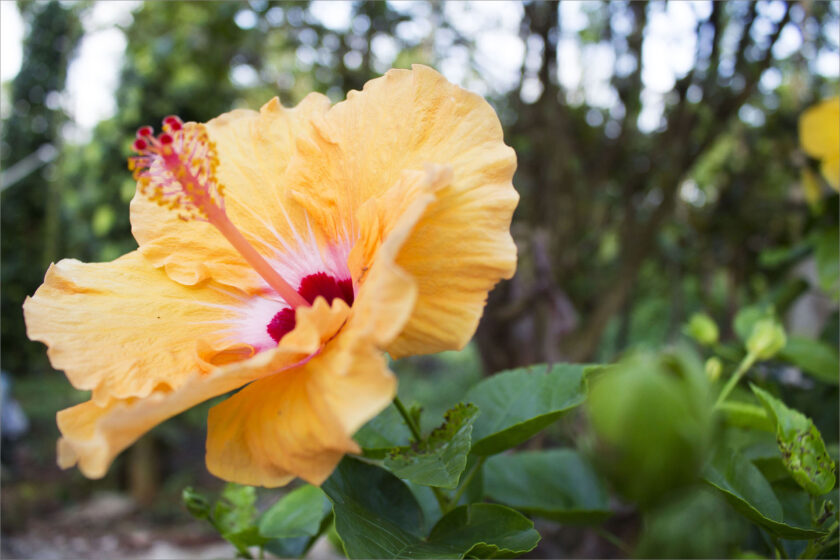 ảnh hoa dâm bụt vàng