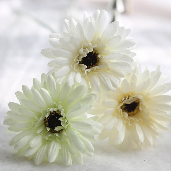 Hình ảnh hoa đồng tiền trắng đẹp