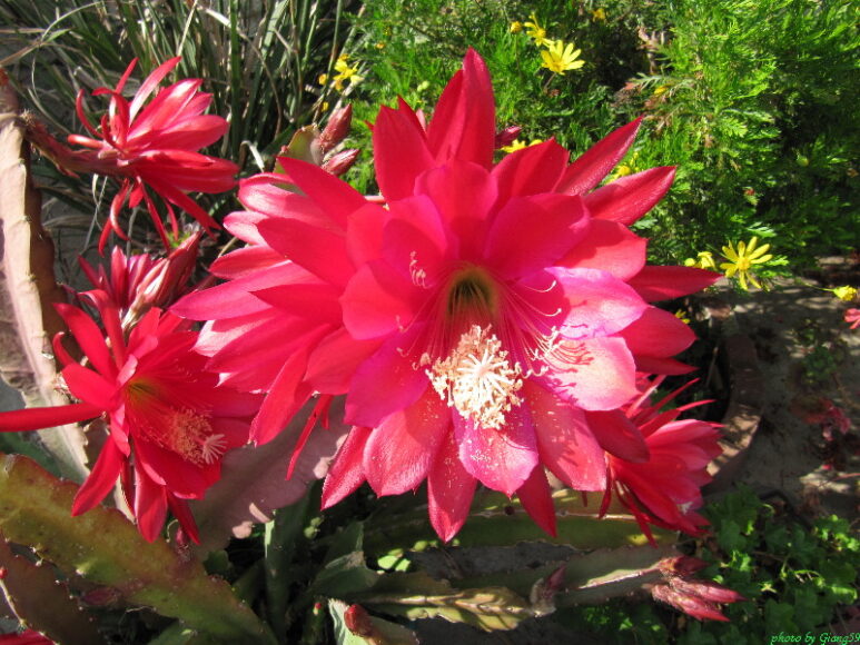 ảnh hoa quỳnh đỏ đẹp