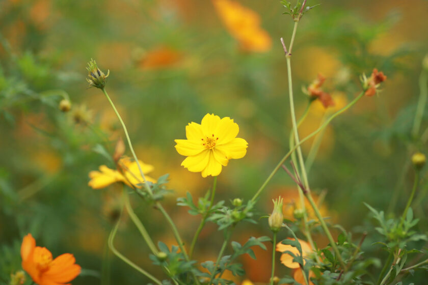 ảnh hoa xuyến chi màu vàng cánh kép