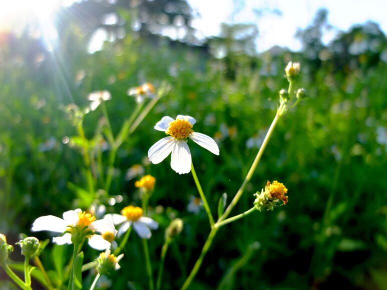 ảnh hoa xuyến chi trong nắng sớm