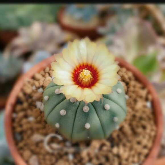 Bông hoa xương rồng nhỏ