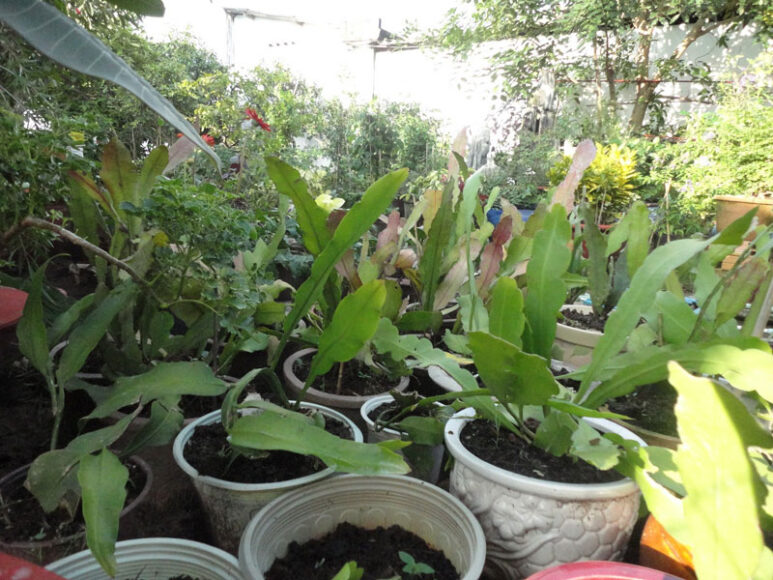 cây hoa quỳnh non