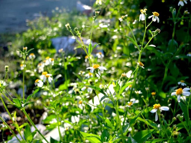 hình ảnh bụi hoa xuyến chi màu trắng dưới nắng