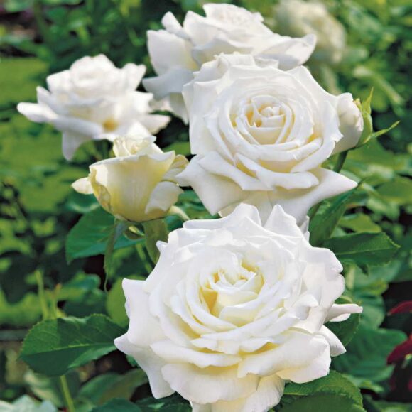 Hình ảnh cây hoa hồng trắng