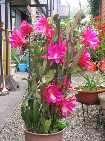 hình ảnh cây hoa quỳnh đỏ tuyệt đẹp