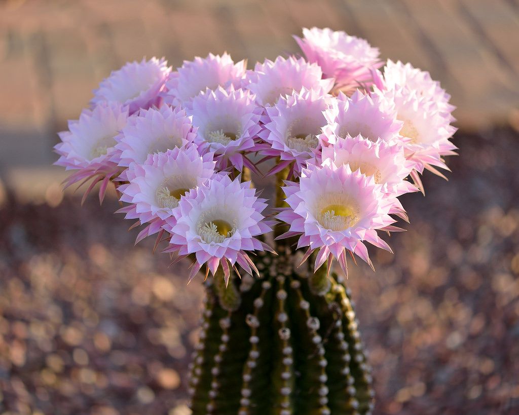 Hình nền  Hoa cây xương rồng hoa màu vàng Xương rồng ngon Hệ thực  vật Fiori Fiore Parodia Succulenta Mụn trứng cá Aureispina  Mairaniana 1024x822   951818  Hình nền đẹp hd  WallHere