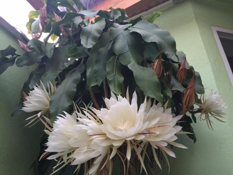 hình ảnh chùm hoa quỳnh trắng tuyệt đẹp