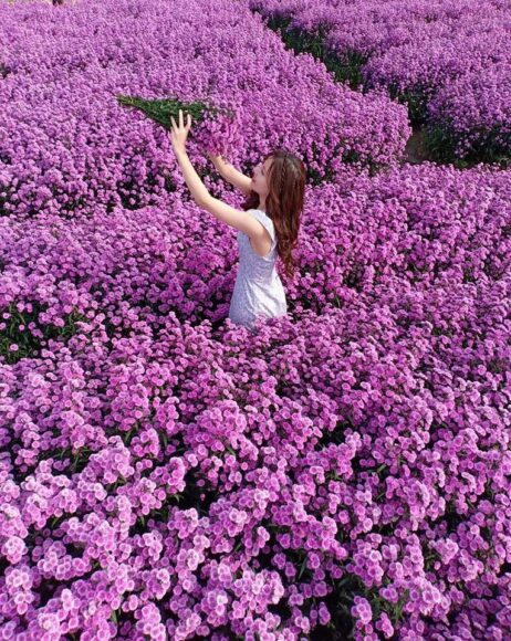 Hình ảnh cô gái và vườn hoa thạch thảo