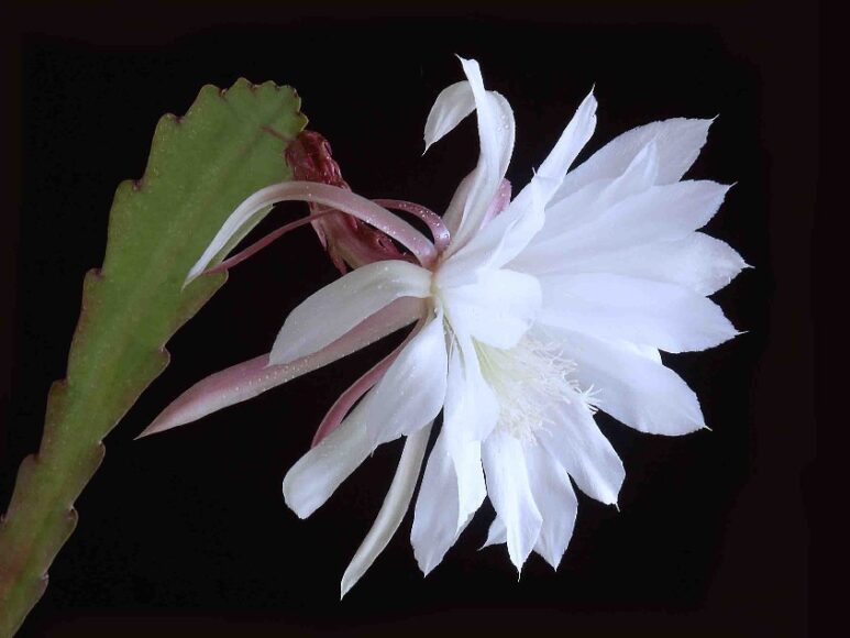 hình ảnh đóa hoa quỳnh